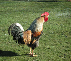 accupuncture-guildford-hen